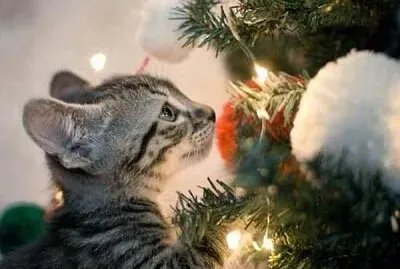 פאזל של gato