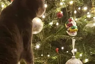 gato