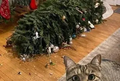 פאזל של gato