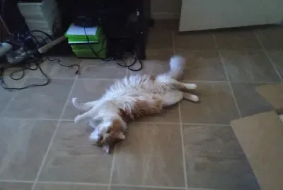 פאזל של My cat Ralphey