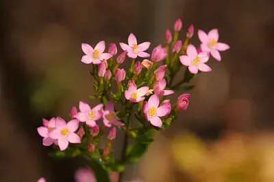 Imagem jigsaw puzzle