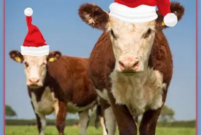 Vaches de Noël