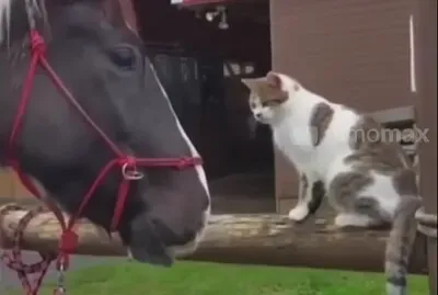 Cat and Horse 1 jigsaw puzzle