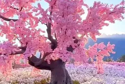 Cerezo