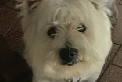 Toto