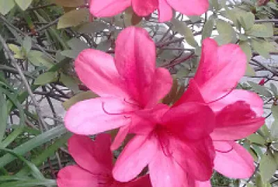 Azalea jigsaw puzzle