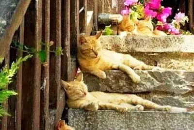 gato