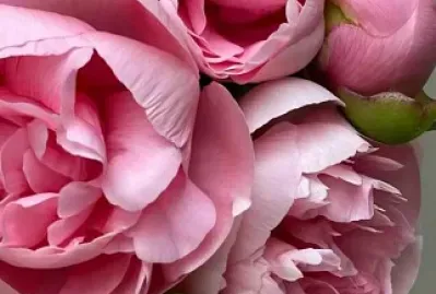 Peonias jigsaw puzzle