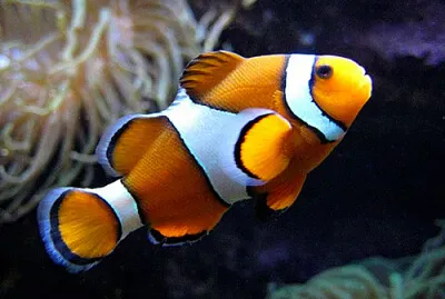clown fish jigsaw puzzle