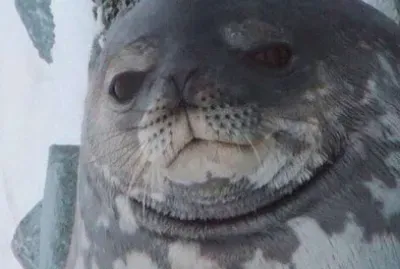 madseal