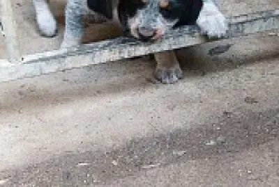 Chiots Griffon bleu de Gascogne