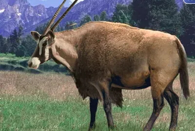 Bison Gemsbok