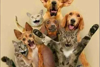 animales