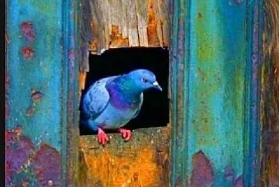 animales