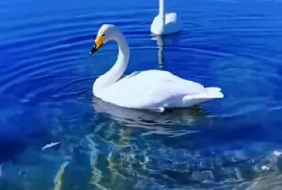 animales