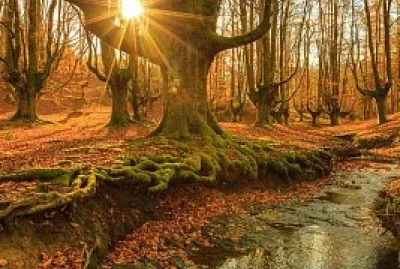 Bosque