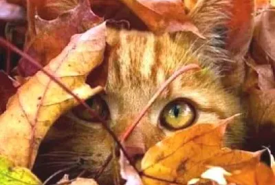 gato