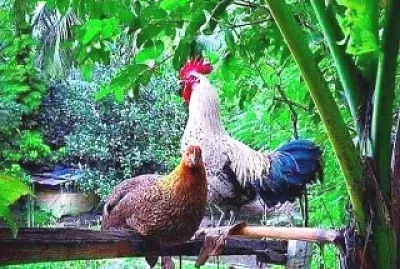 animales