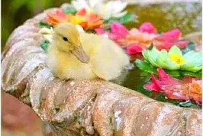 animales jigsaw puzzle