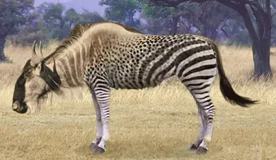 Wildebeest Zebra