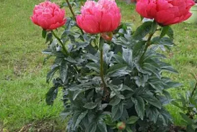 פאזל של pivoine