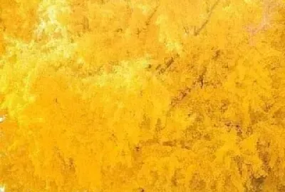 Gingko