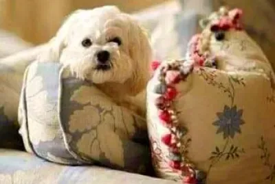 perro