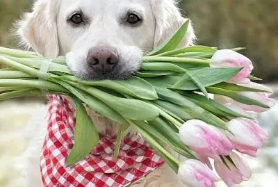 perro