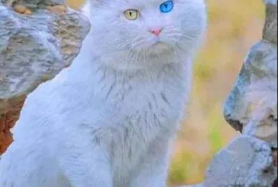 gato
