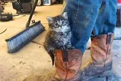 gato