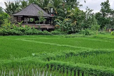 Ubud