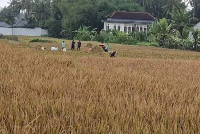 Après la récolte de riz