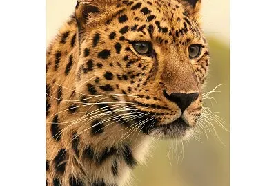 Animais selavagens - leopardo