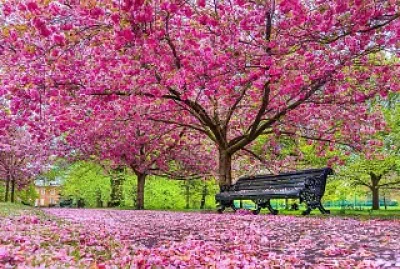 Árbol jigsaw puzzle