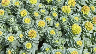 Rhodiola jigsaw puzzle