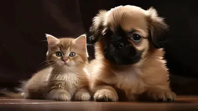 DOG_E_CAT