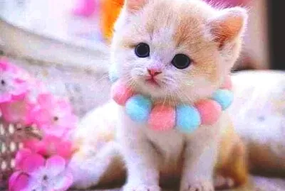 gato