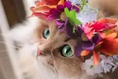 gato
