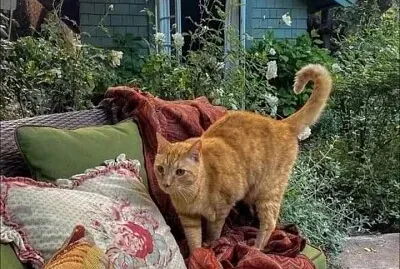 gato