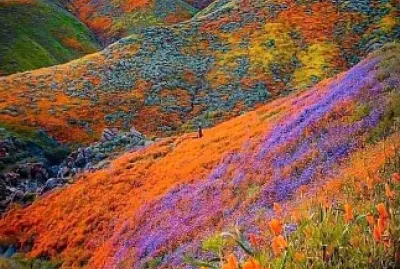 Valle de las Flores