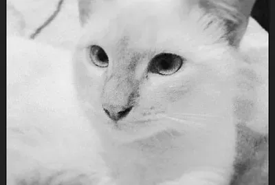 gato