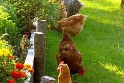 animales