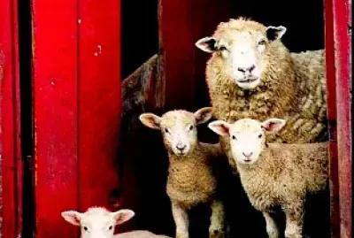 animales