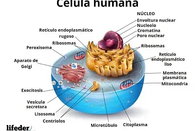 CELULA HUMANA