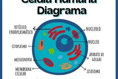 CELULA HUMANA. jigsaw puzzle