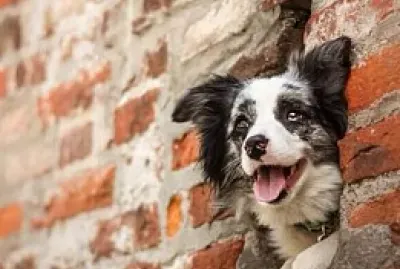 perro jigsaw puzzle