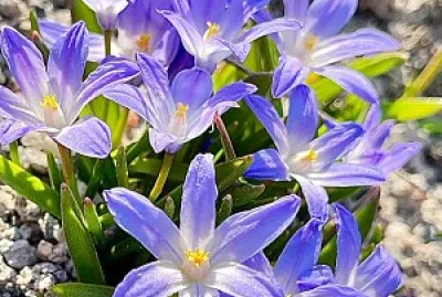 Flores