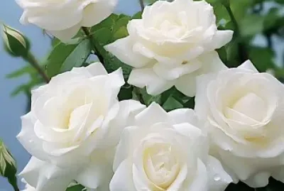 Rosas