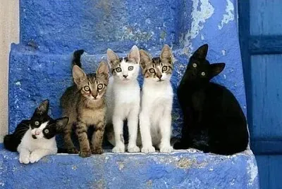 gato