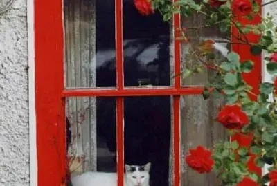 gato